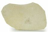Floating Crinoid (Saccocoma) Fossil - Solnhofen Limestone #377270-1
